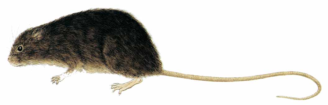 Ratón de Yacambú