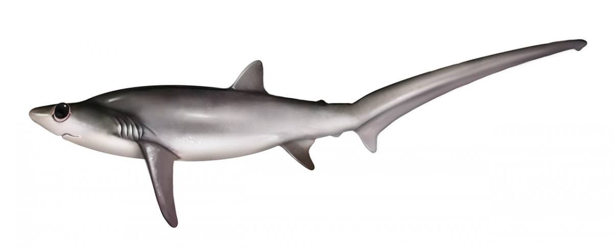 Tiburón zorro ojón
