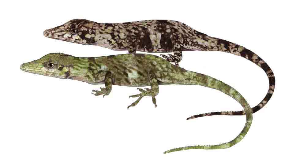 Anolis de Mesa Turik