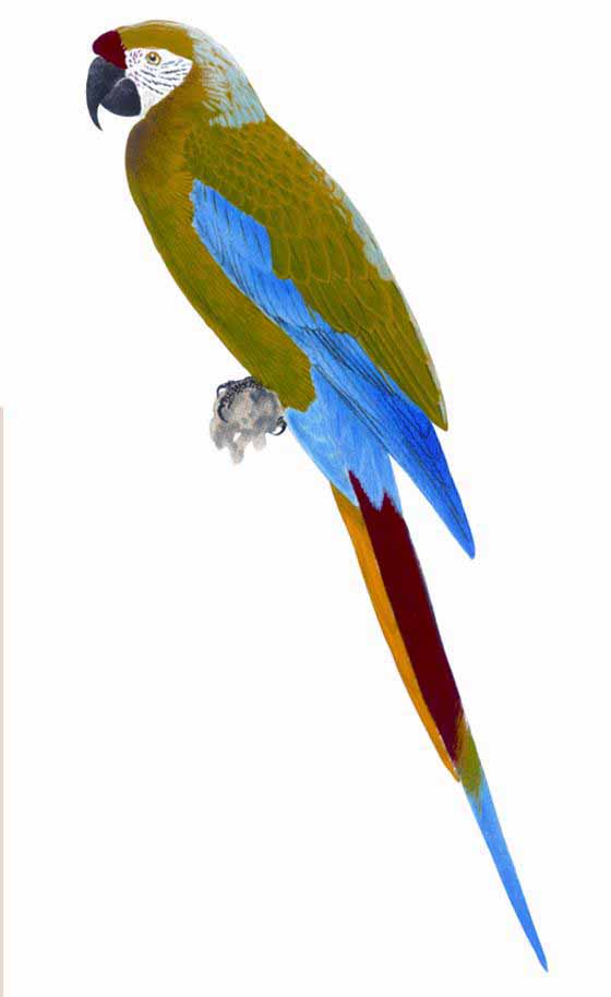 Guacamaya verde