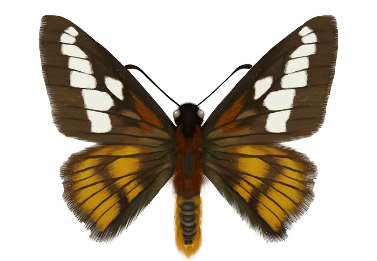 Mariposa hespéride altiandina
