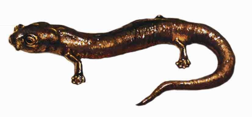 Salamandra merideña