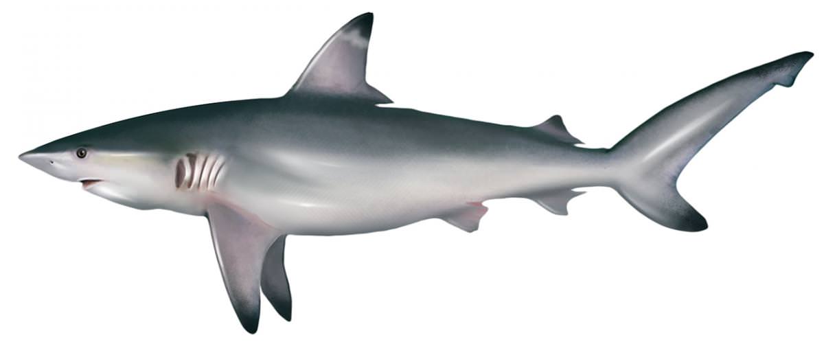 Tiburón macuira