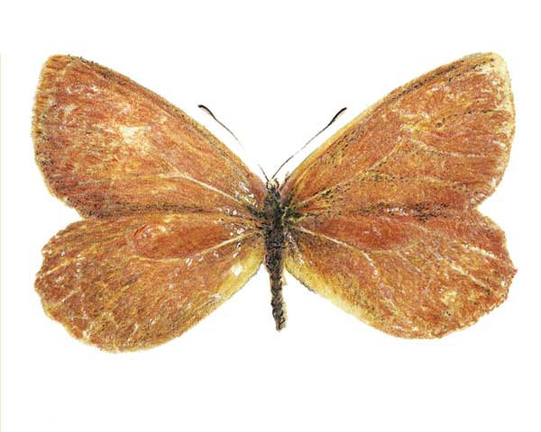 Mariposa marrón de Perijá