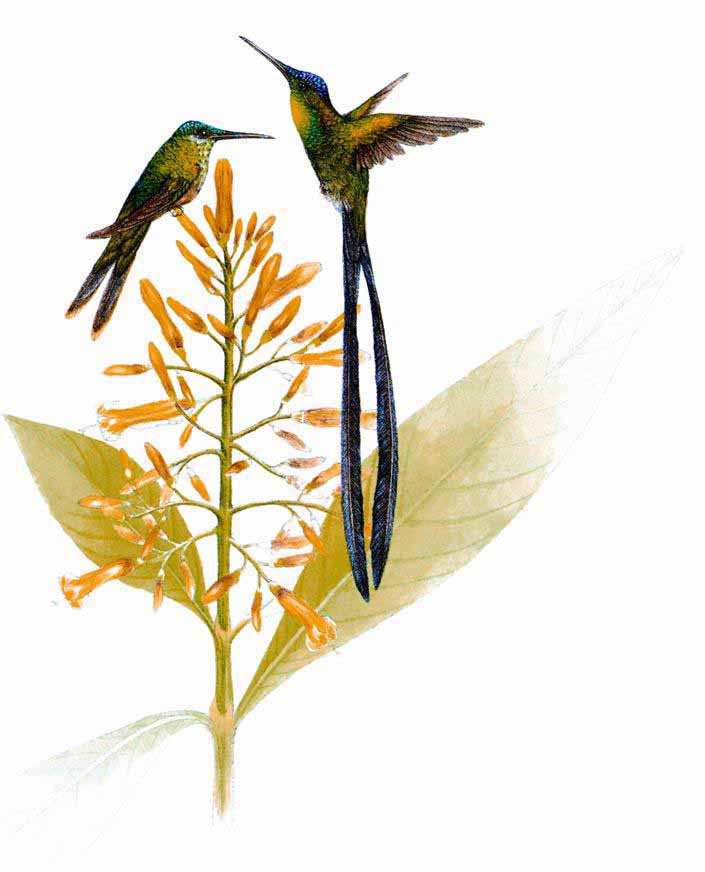 Colibrí tijereta