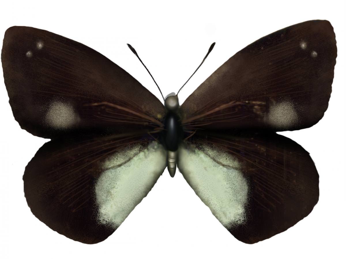 Mariposa mariana