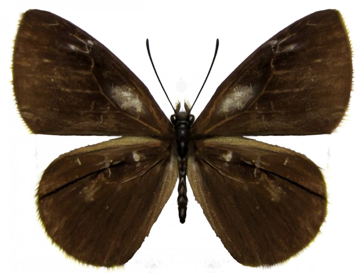 Mariposa oriental