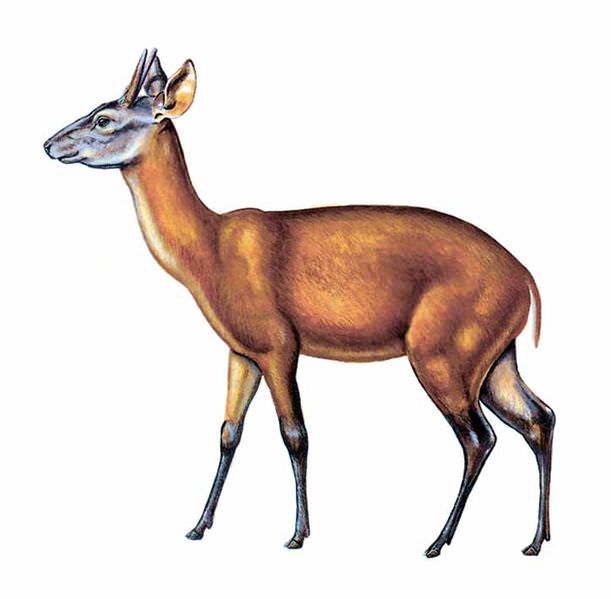 Venado matacán candelillo