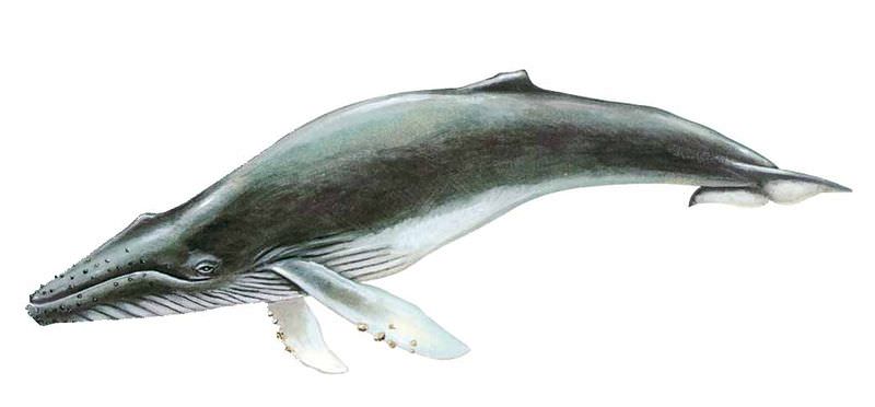 Ballena jorobada