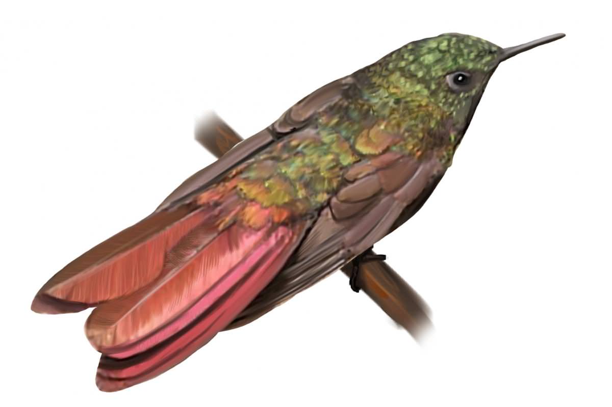 Colibrí de Perijá