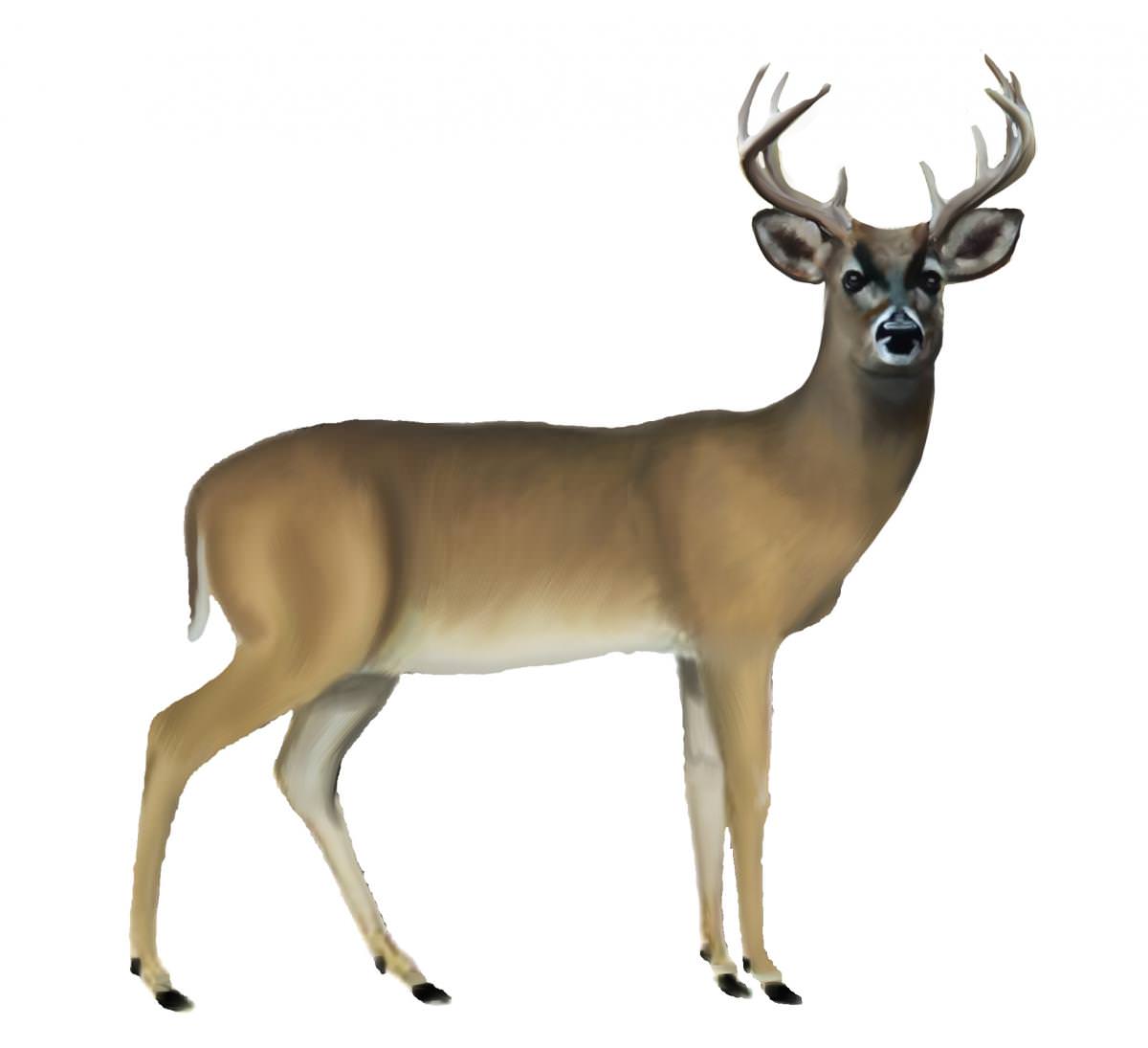 Venado paramero