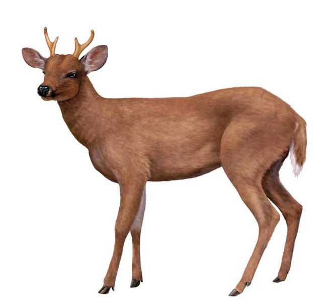 Venado margariteño