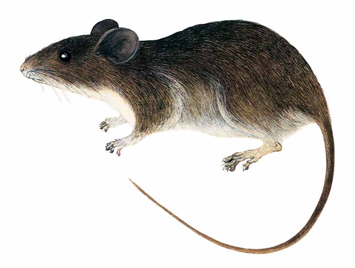 Ratón de Los Olivitos