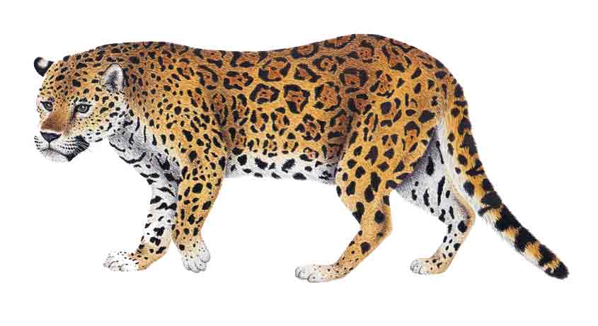 Jaguar