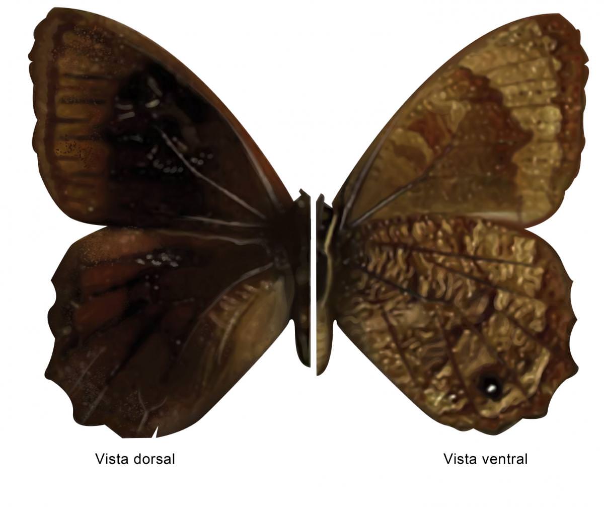 Mariposa marrón oscura de Venezuela