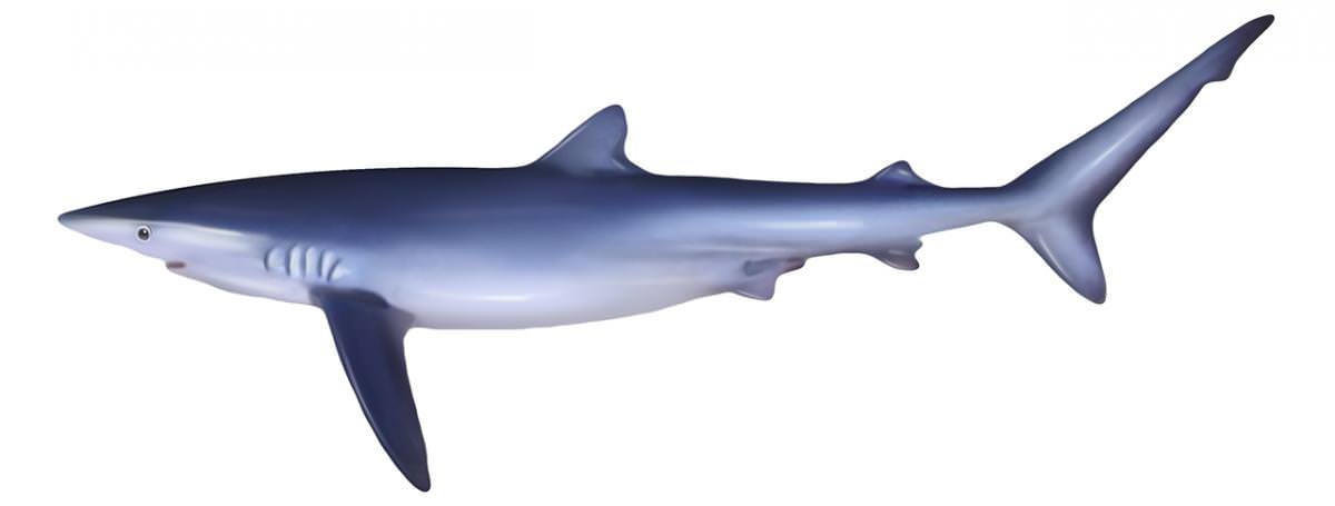 Tiburón azul