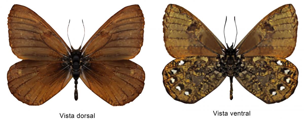 Mariposa paramera de Rafael Ramón Castellanos