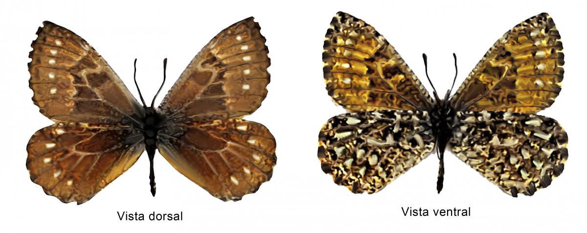 Mariposa paramera de Mucubají