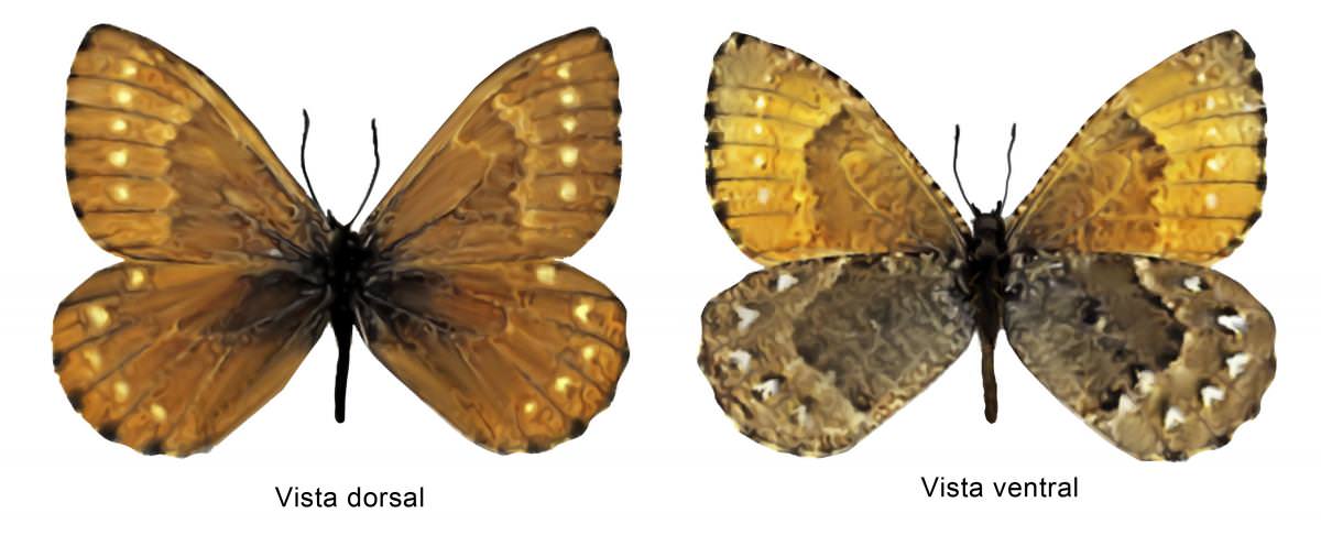 Mariposa paramera de Los Frailes