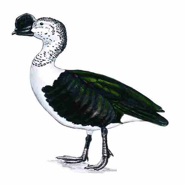 Pato de monte