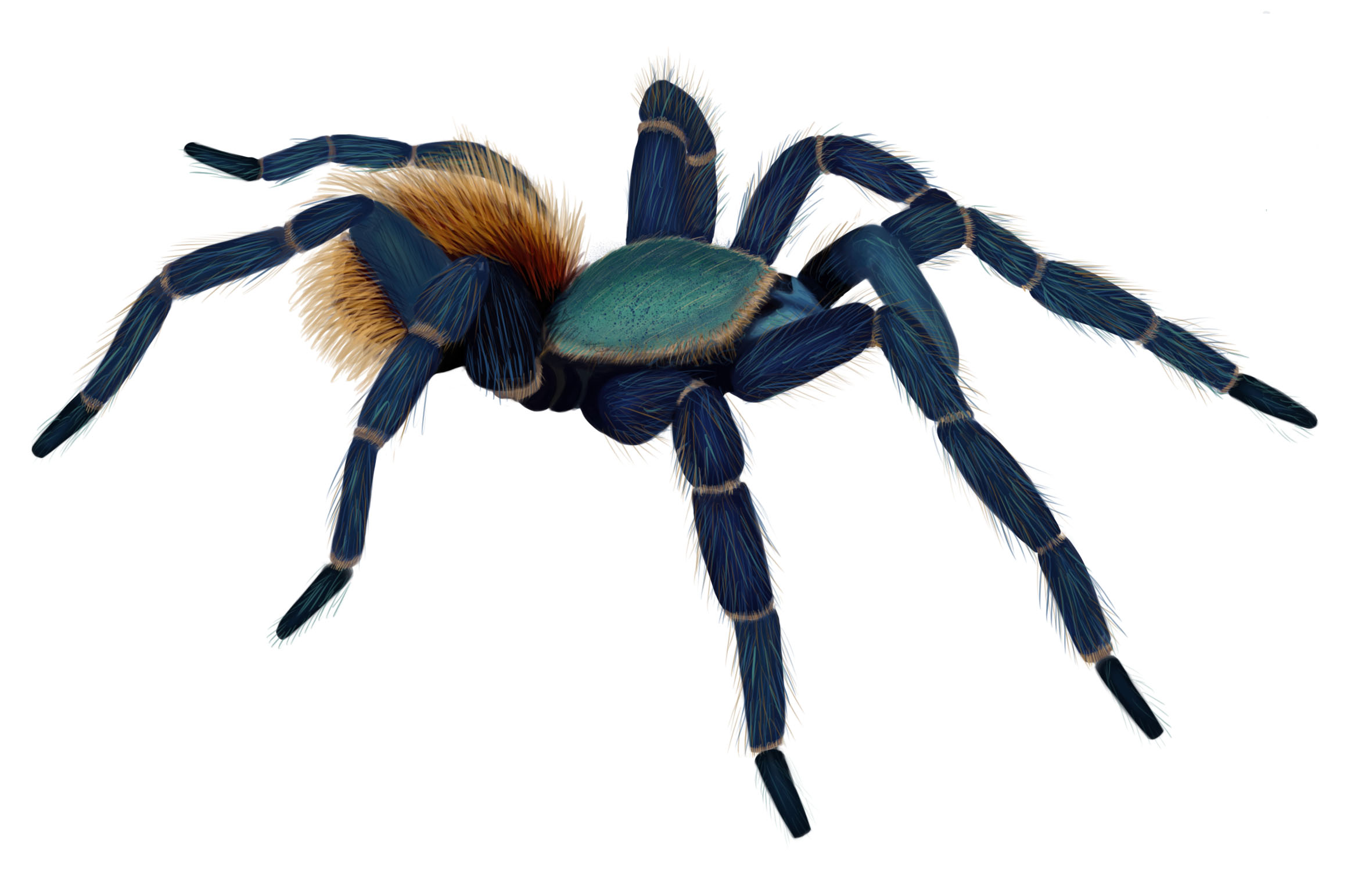 Tarántula azul de Paraguaná