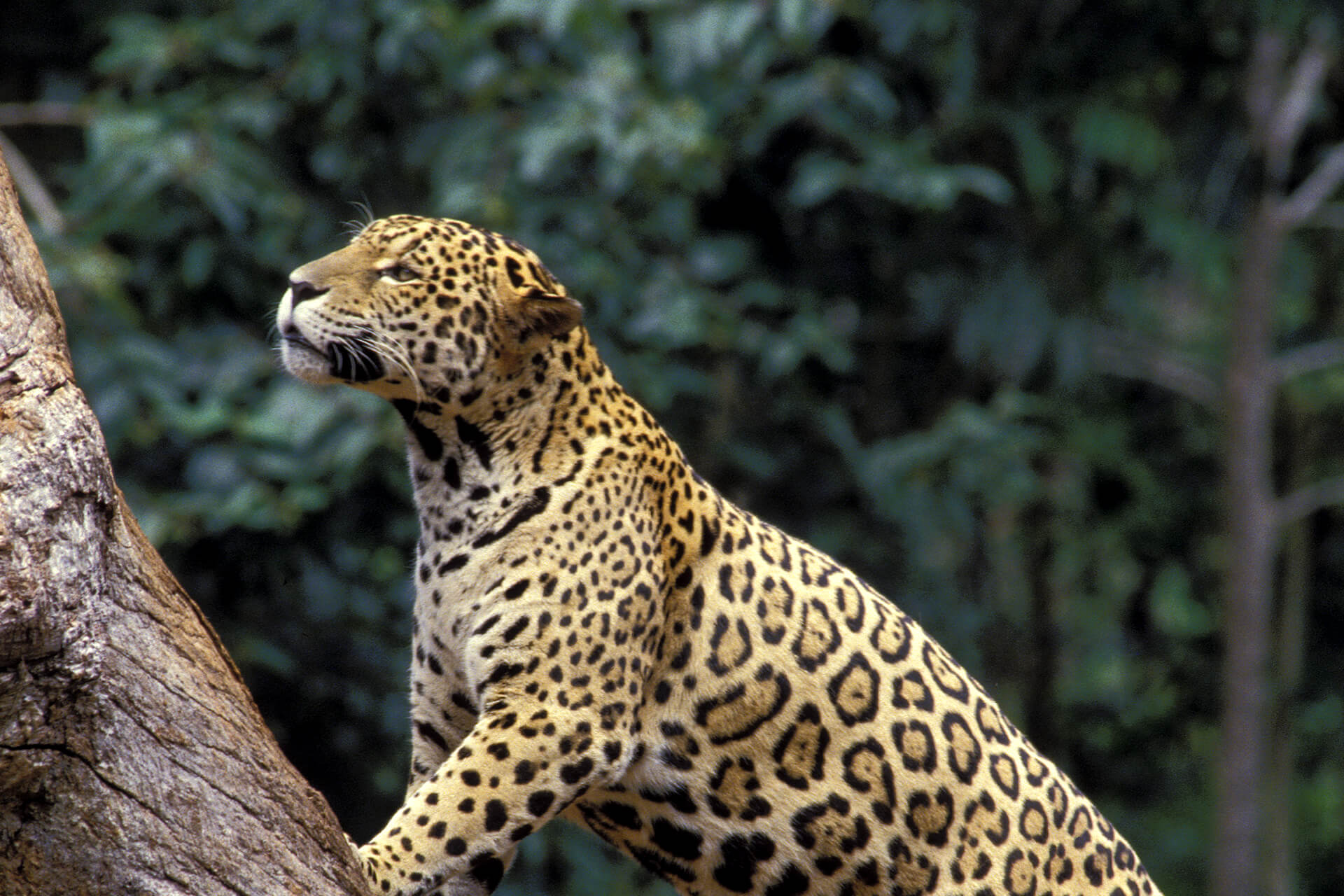 EL JAGUAR