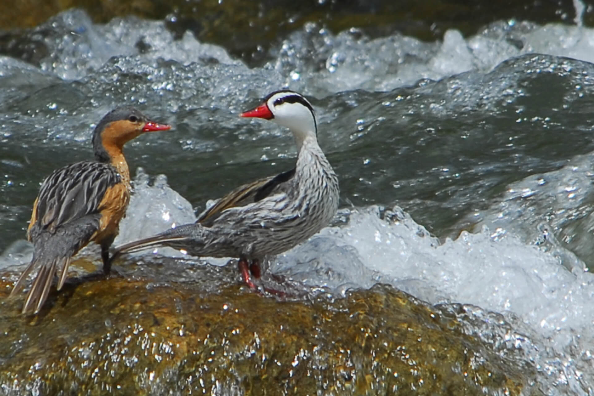 EL PATO DE TORRENTE